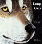 Loup gris