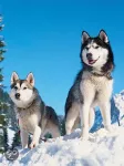 Puzzle 1500 Huskies dans la Neige